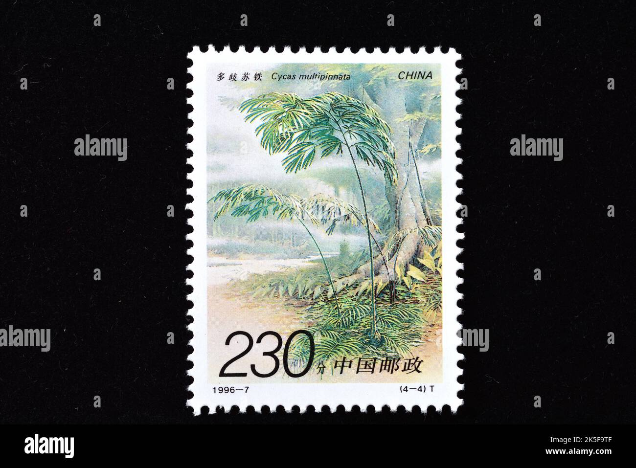 CHINA - CIRCA 1996: A stamp printed in China shows 1996-7, Scott 2671-74 Cycads  Cycas revoluta Thunb , circa 1996 Stock Photo