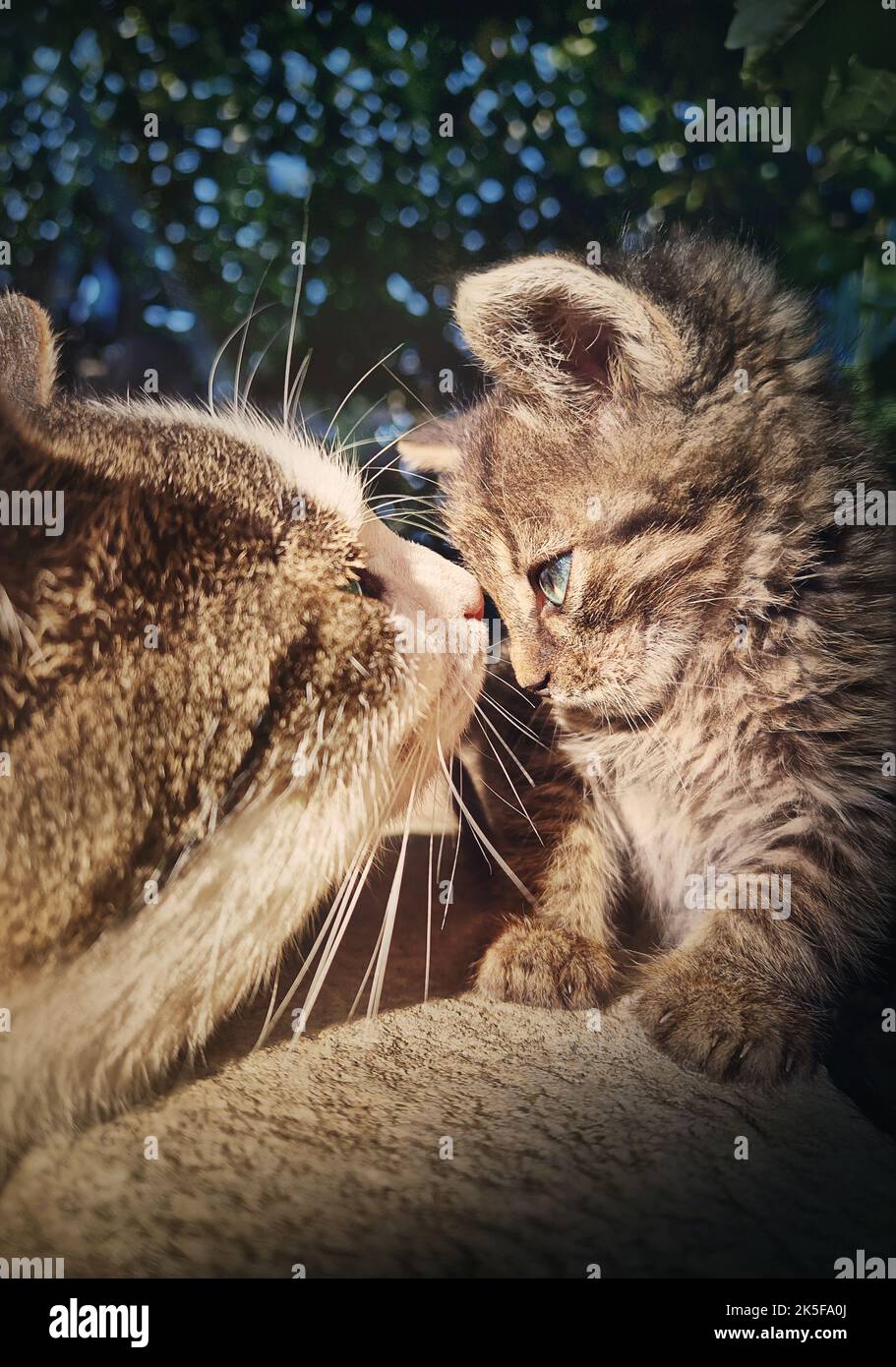 The adult tomcat meets a small baby kitten, making acquaintance as looks in the eyes one another. Cute cats close up portrait Stock Photo