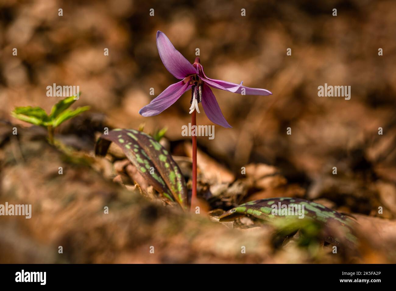 The fragile spring flower, the dogtooth violet, or a dens-canis, growing in the forest with dry leaves on the ground. Blurry brown background. Stock Photo