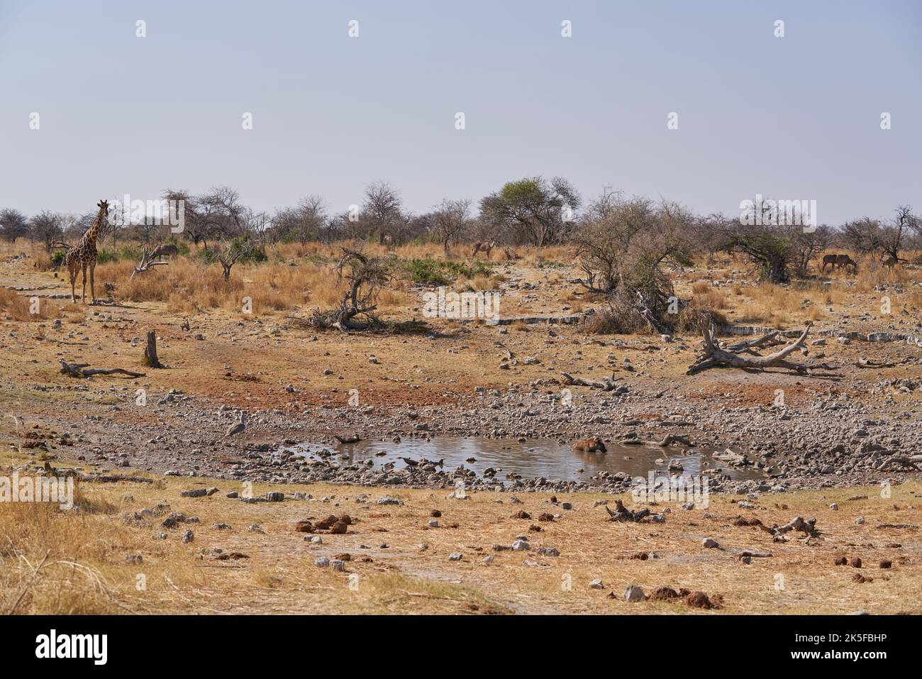 Spotted Hyaena (Crocuta crocuta) cooling off in a waterhole alongside a Giraffe (Family Giraffidae) trying to have a drink in Etosha National Park Stock Photo