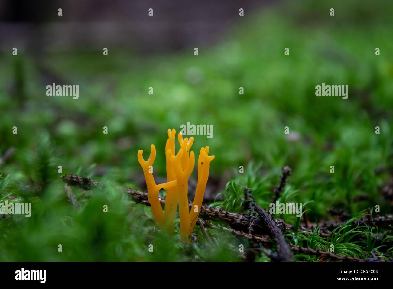 Clavaria corniculata, Wild mushrooms. Yellow mushroom with beautiful pattern. Stock Photo