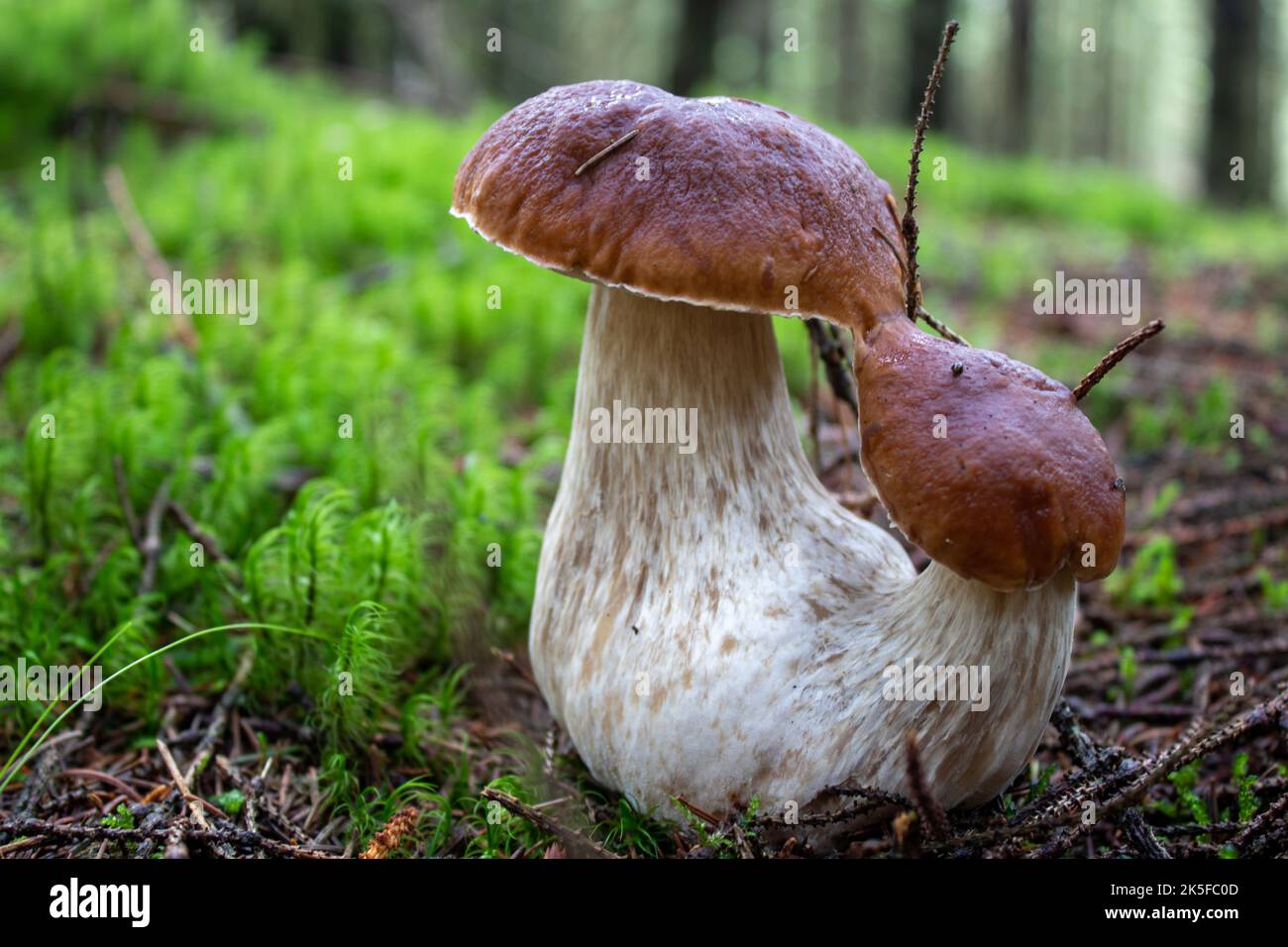 Karl Johan (edible Boletus). One of the best edible mushroom you can find. Beautiful twin pattern. Stock Photo