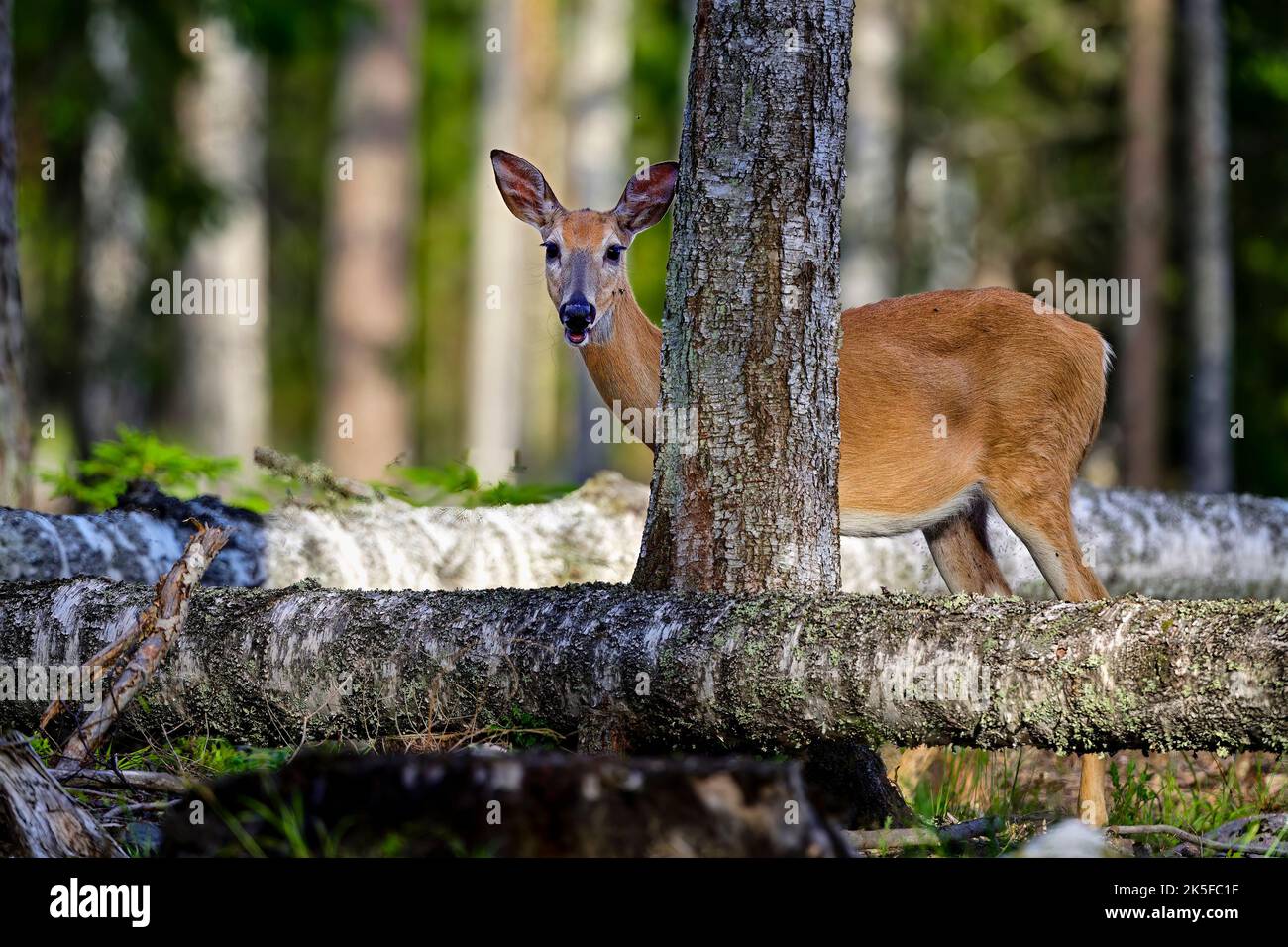 White-tailed deer in the forest at dusk. Stock Photo