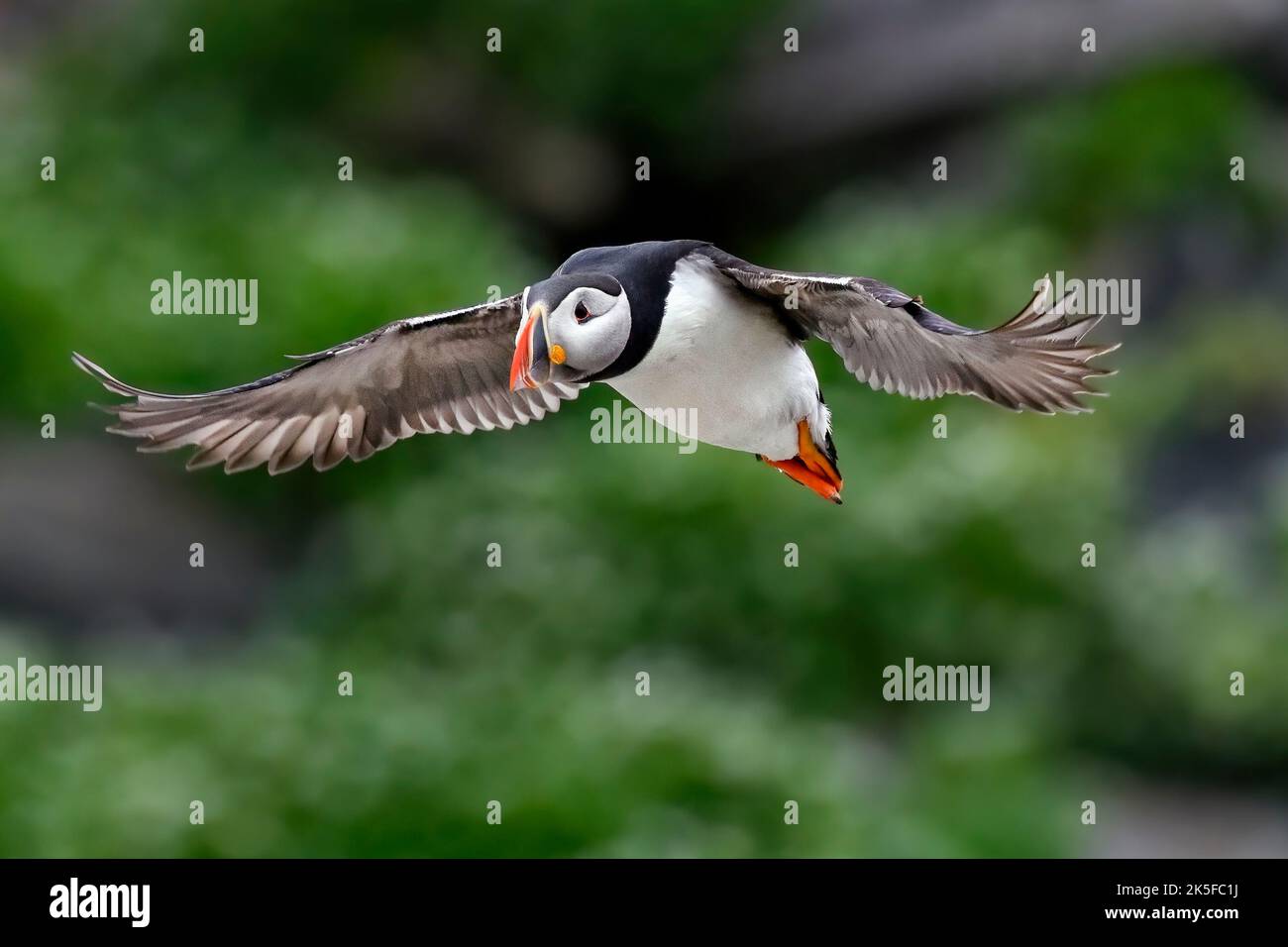 Puffin is going for fishing Stock Photo