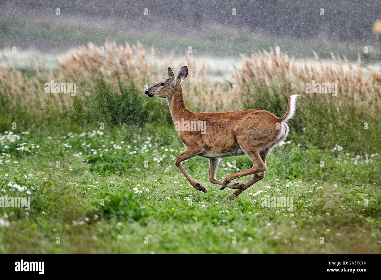 White-tailed deer is running in heavy rain Stock Photo