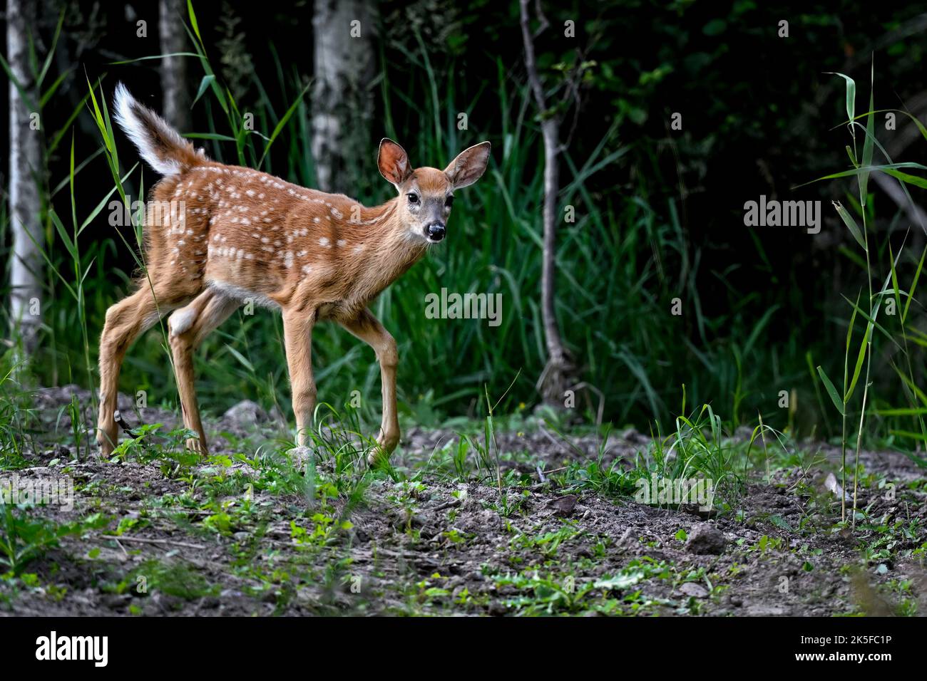 Playful White-tailed deer in the forest. Stock Photo