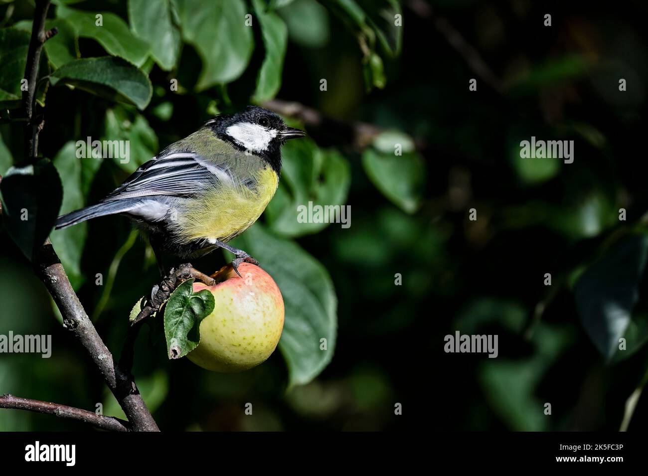 Great tit and an Apple Stock Photo