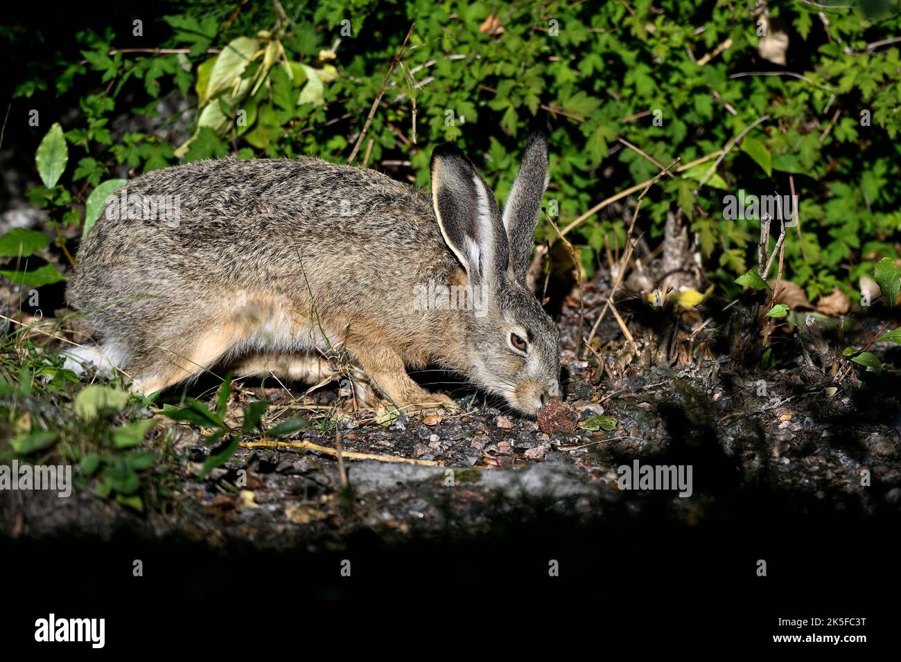 Young Hare is searching food Stock Photo