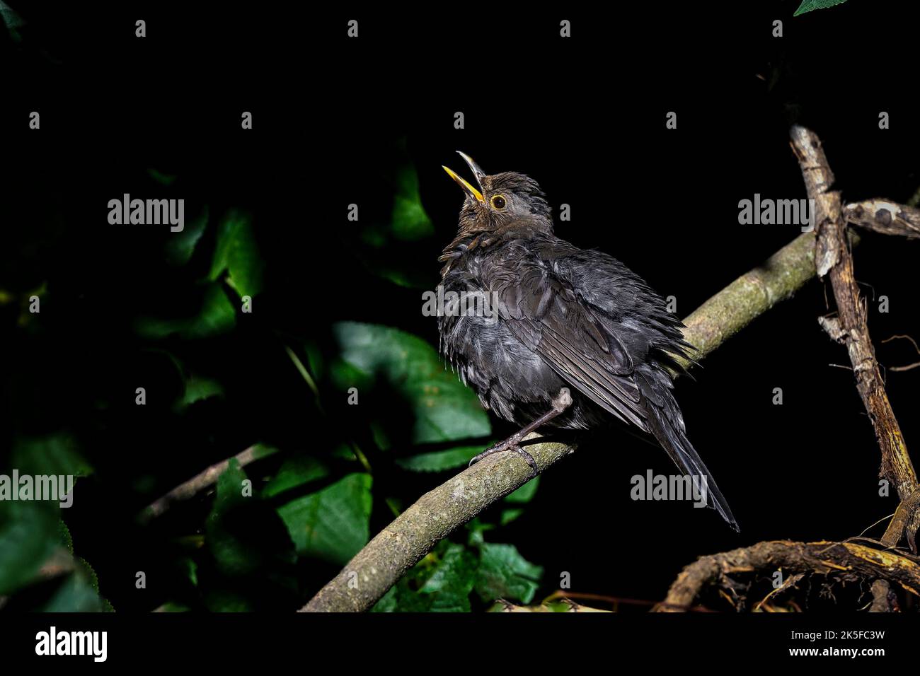 Young Blackbird is warming up in early morning sunshine Stock Photo