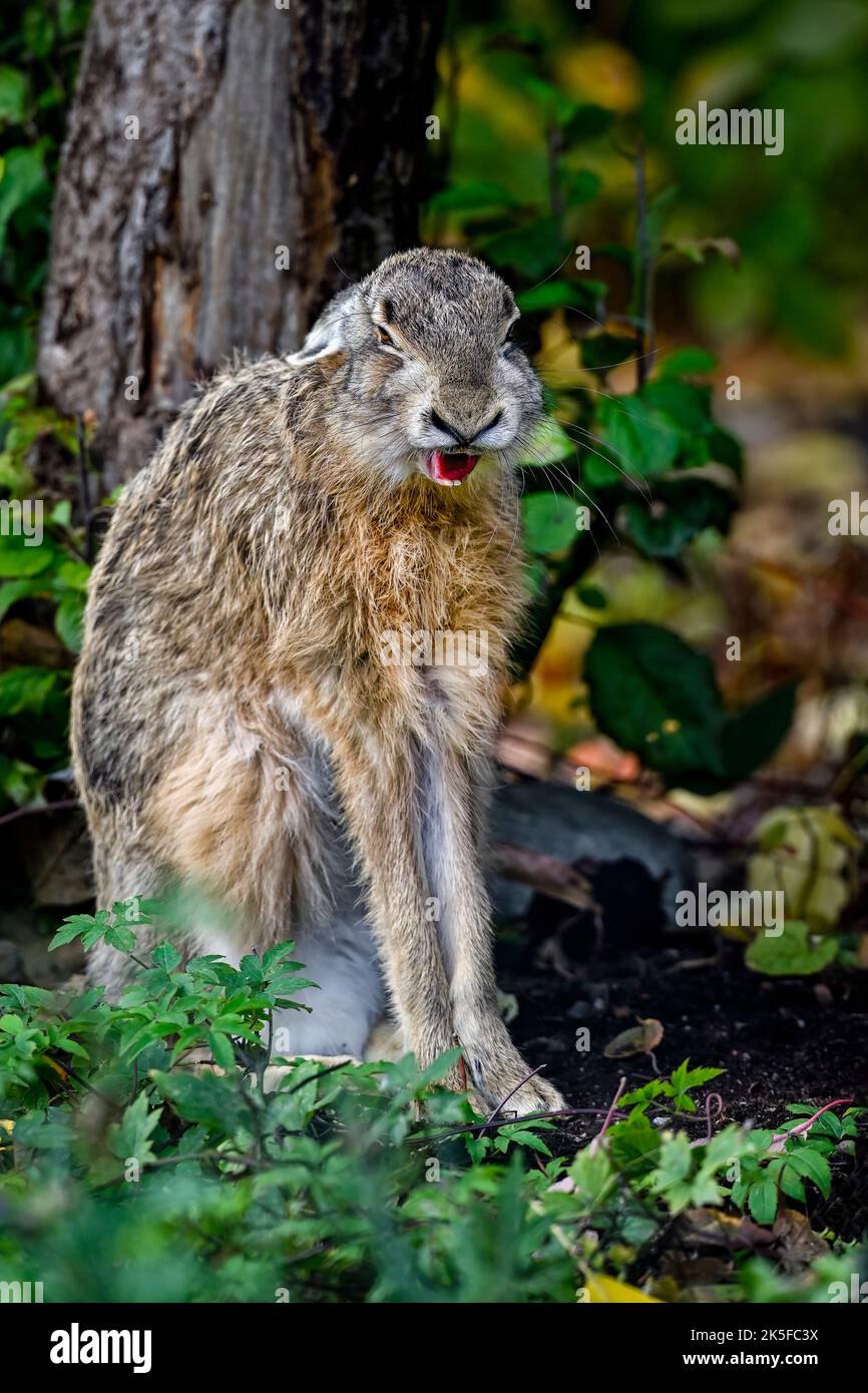 Hare yawning Stock Photo