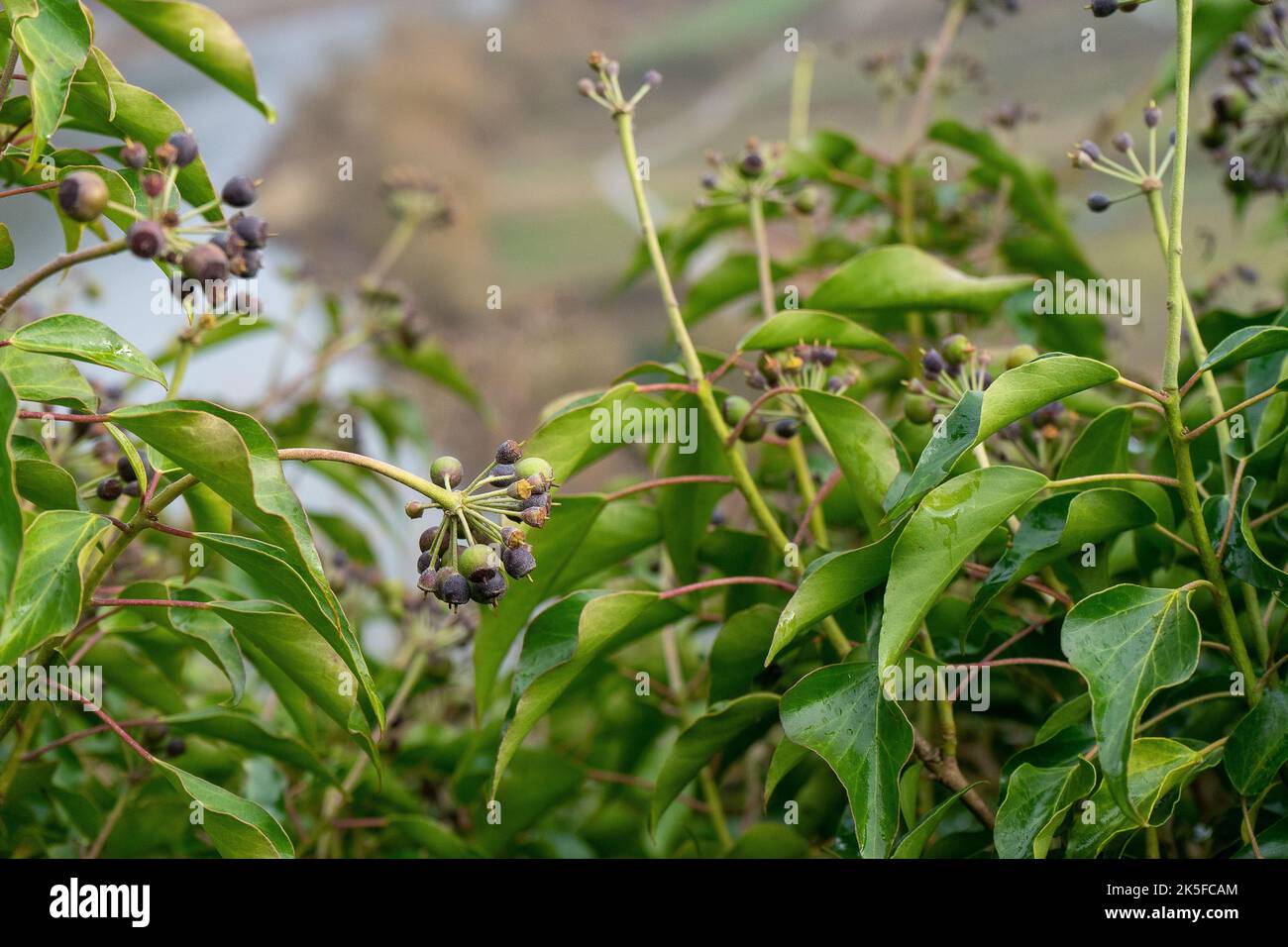 A close up shot of an Atlantic ivy plant Stock Photo
