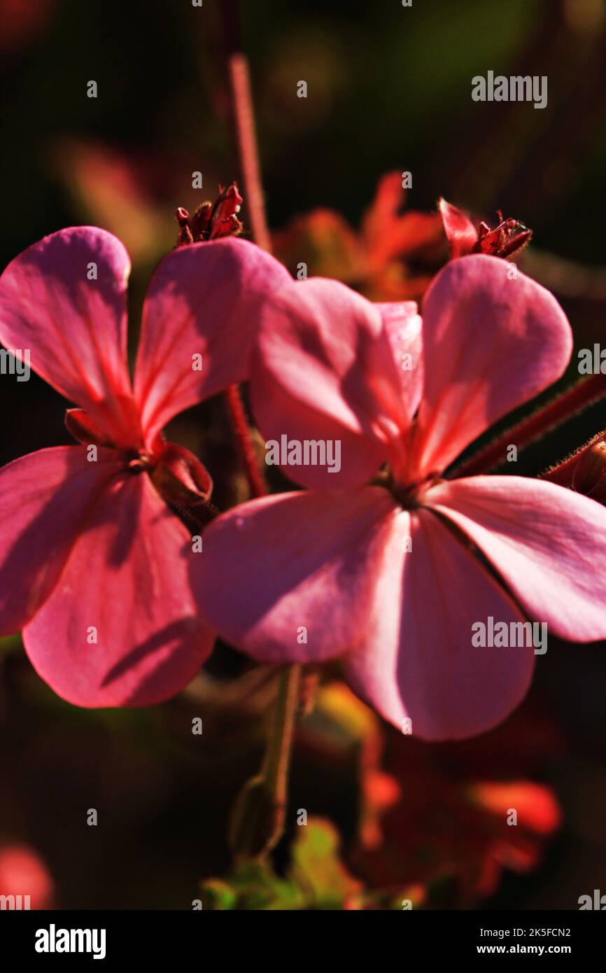 Beautiful Scarlet geranium blooming outdoors Stock Photo - Alamy