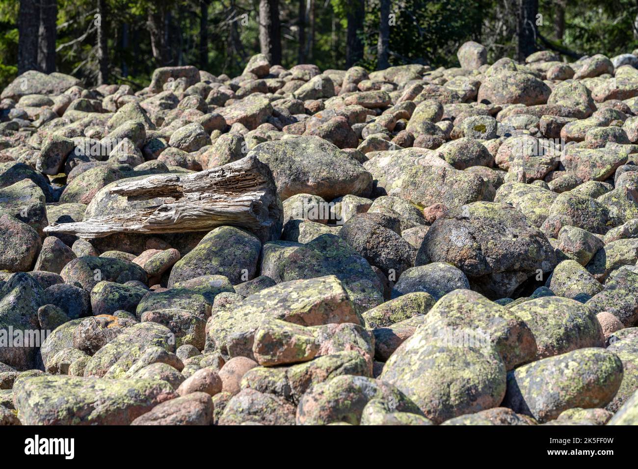 Glacier Rock field covering the terrain and path Skuleskogen Park Stock Photo