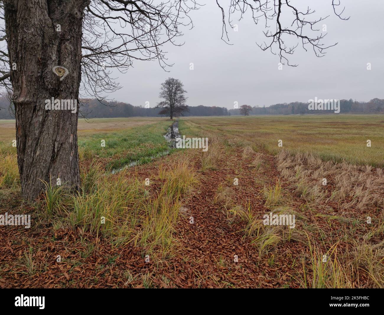 Pathway covered fallen leaves hi-res stock photography and images - Alamy