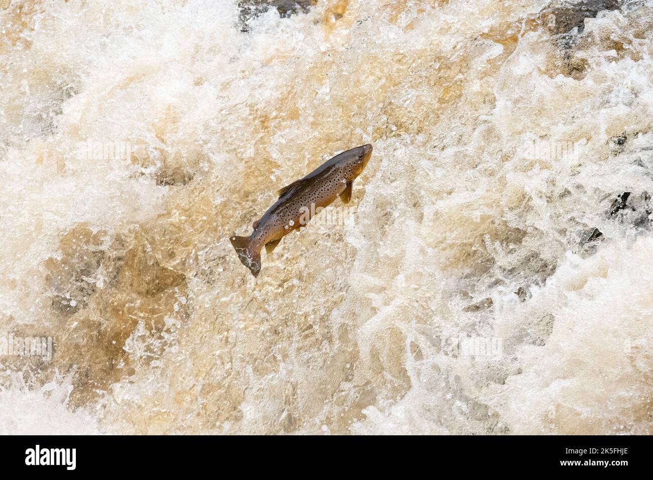 Sea Trout leaping up waterfall to spawning ground in Endrick Water