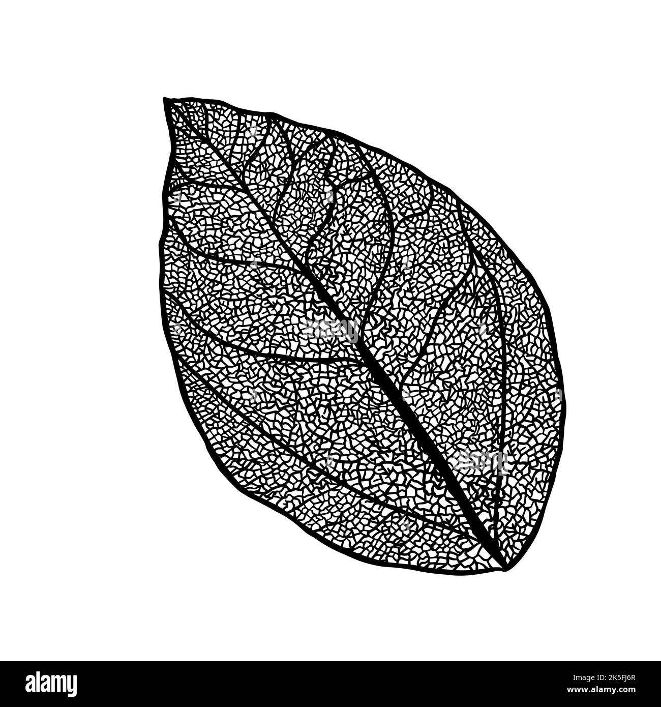 Tree leaf skeletonized monochrome. Vector illustration Stock Vector ...