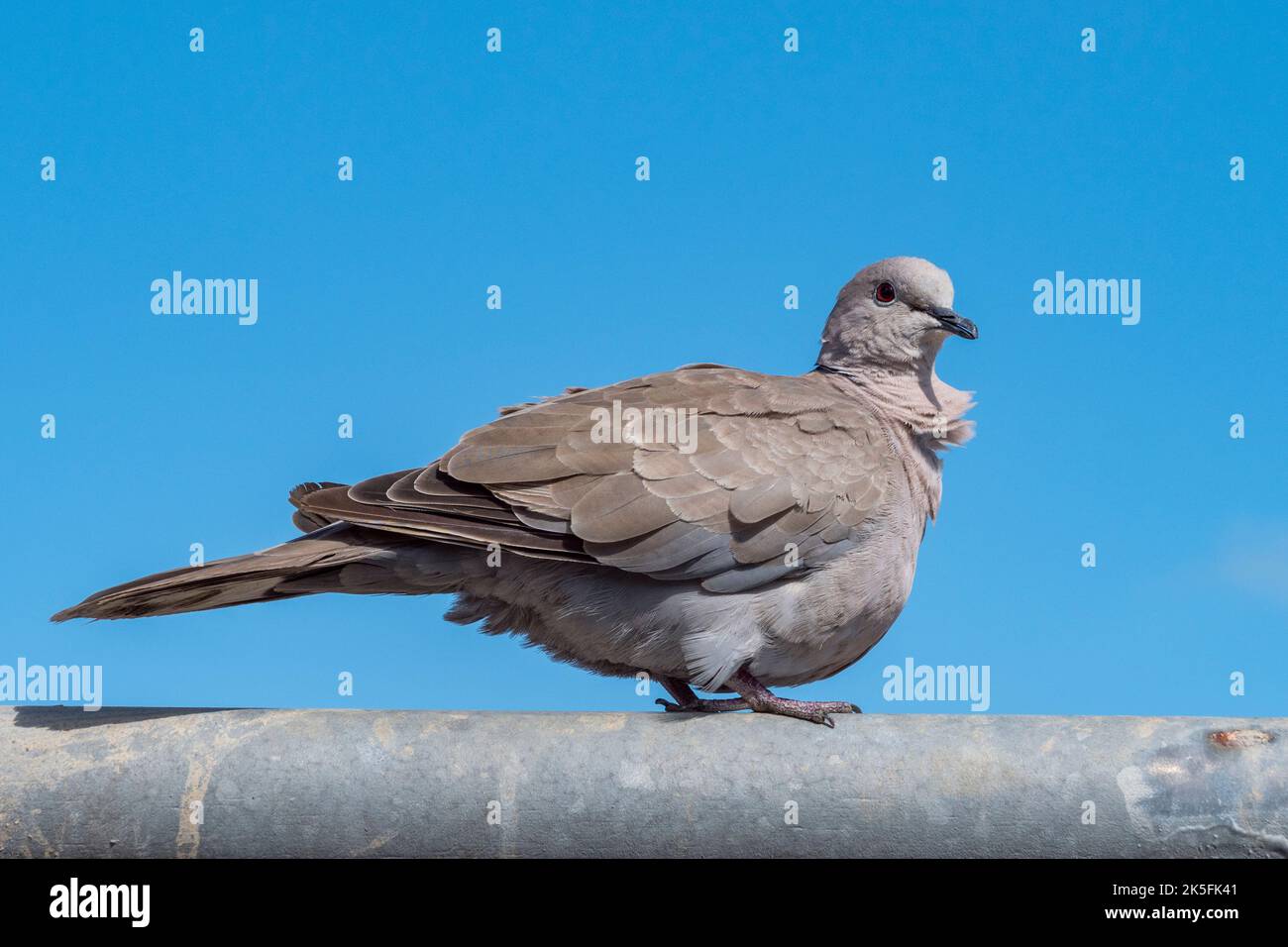 Close up of a young collared dove on the seafront wall at Whitstable, Kent, UK. Stock Photo