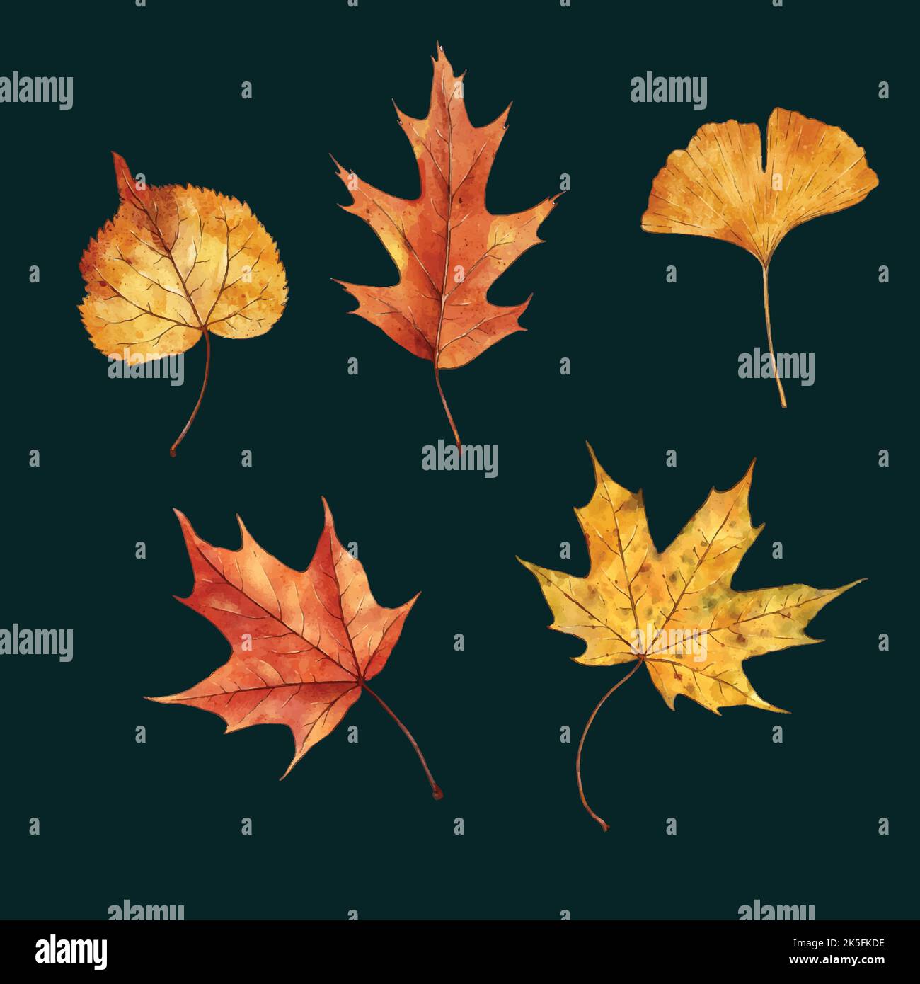 watercolor autumn leaves collection vector design illustration Stock ...