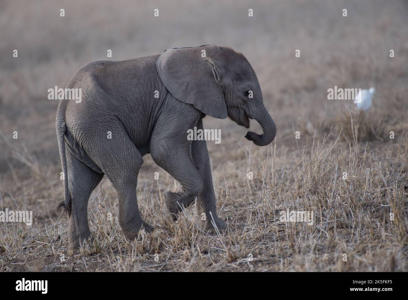 African Elephant, Loxodonta africana, Elephantidae, Amboseli National Park, Kenya, Africa Stock Photo