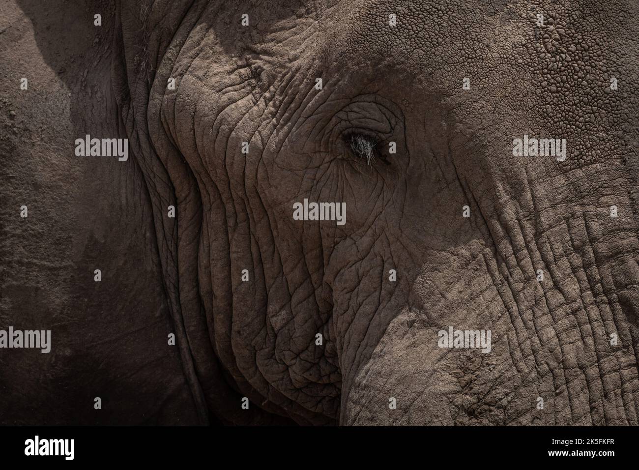 African Elephant, Loxodonta africana, Elephantidae, Amboseli National Park, Kenya, Africa Stock Photo