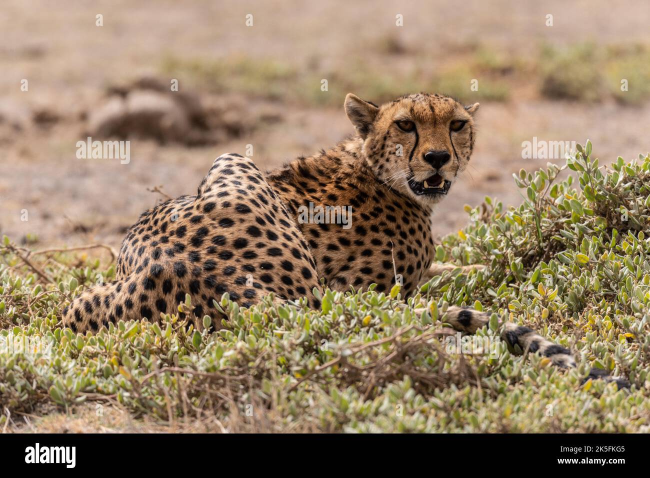 Cheetah, Acinonyx jubatus), Felidae, Amboseli National Park, Kenya, Africa Stock Photo
