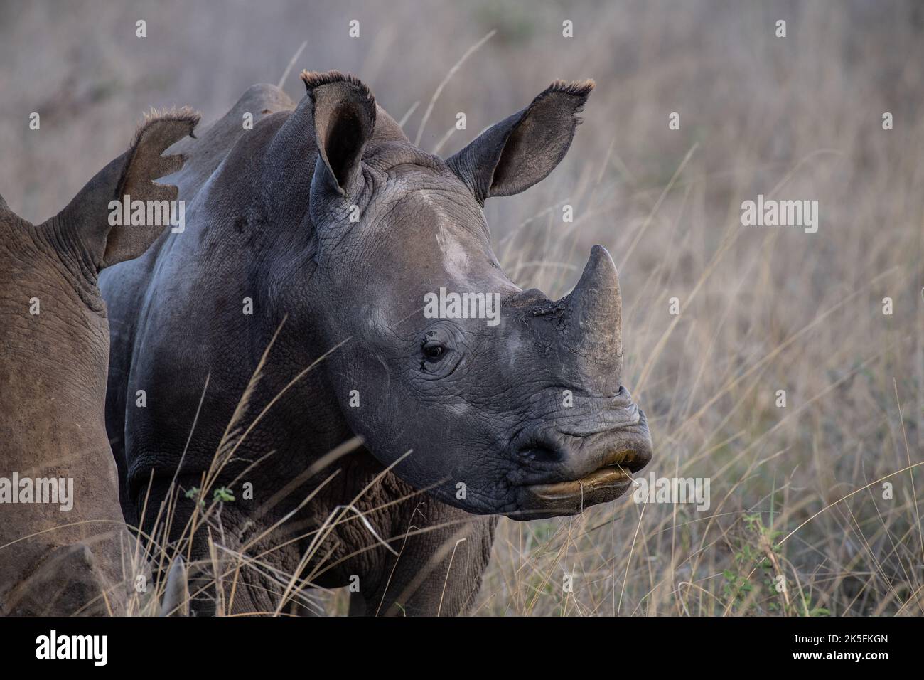 South White Rhino, Ceratotherium simum simum, Rinocerathontidae, Nairobi National Park, Kenya, Africa Stock Photo