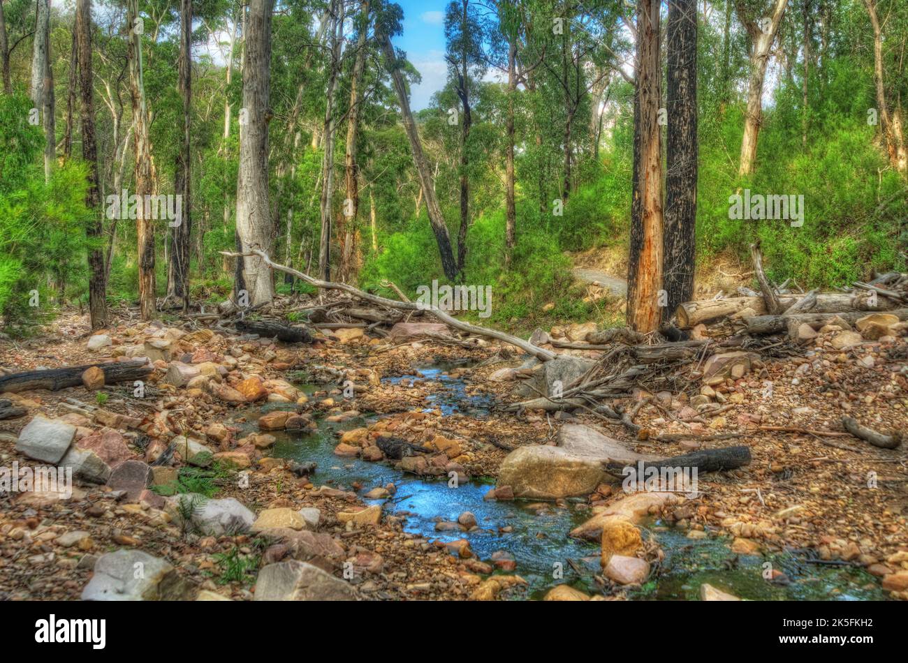 A winding creek flows through a dense forest, surrounded by rocks ...