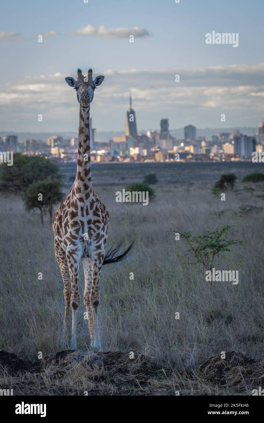 Masai giraffa, Giraffa camelopardalis, Girafidae, Nairobi National Park, Kenya, Africa Stock Photo