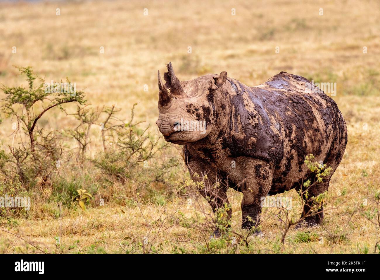 Black Rhino, Dicerus bicornis,  Rhinocerotidae, Lake Nakuru National Park, Kenya, Africa Stock Photo
