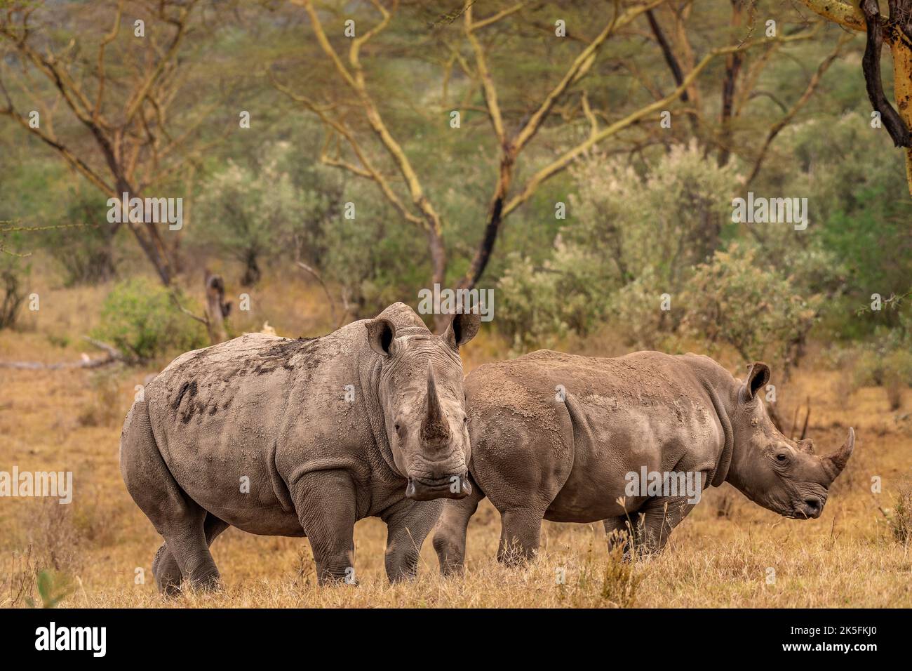 South White Rhino, Ceratotherium simum simum,   Rhinocerotidae, Lake Nakuru National Park, Kenya, Africa Stock Photo