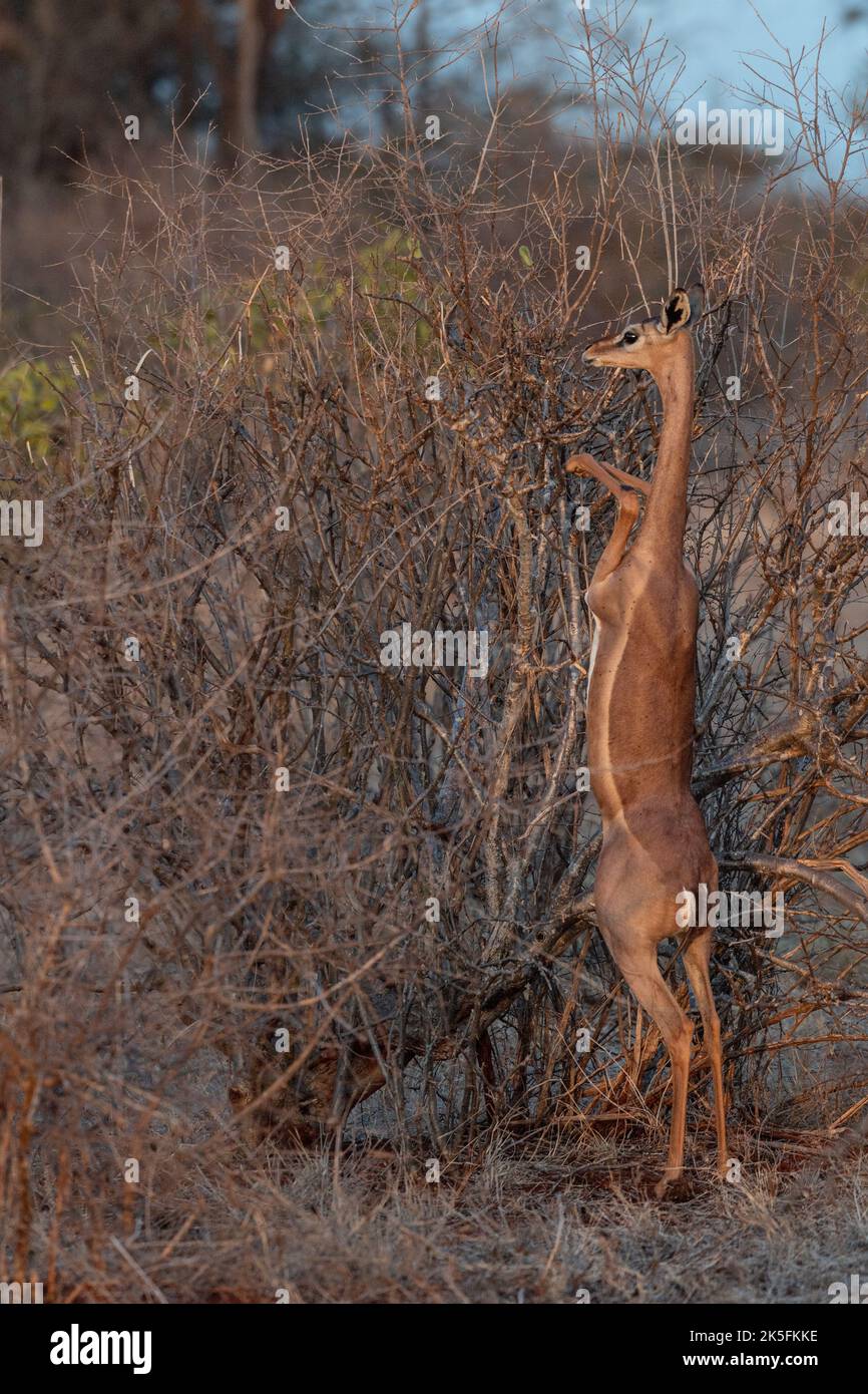 Gerenuk, Litocranius welleri, Bovidae, Tsavo East National Park, Kenya, Africa Stock Photo