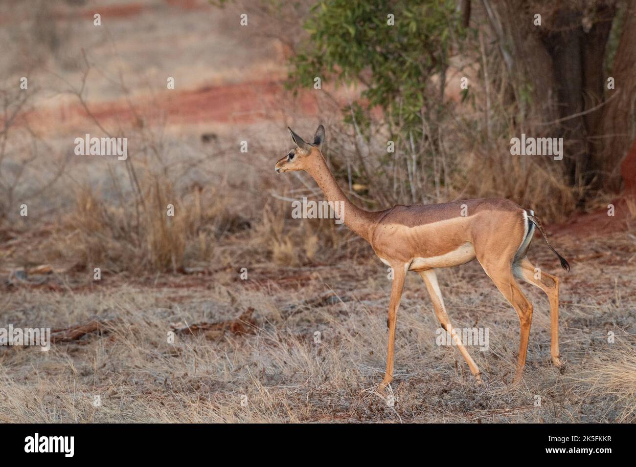 Gerenuk,  Litocranius welleri, Bovidae, Tsavo East National Park, Kenya, Africa Stock Photo