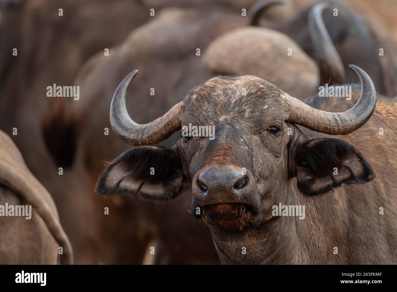 African buffalo, Syncerus caffer caffer, Bovidae, Hippo, Tsavo East National Park, Kenya, Africa Stock Photo