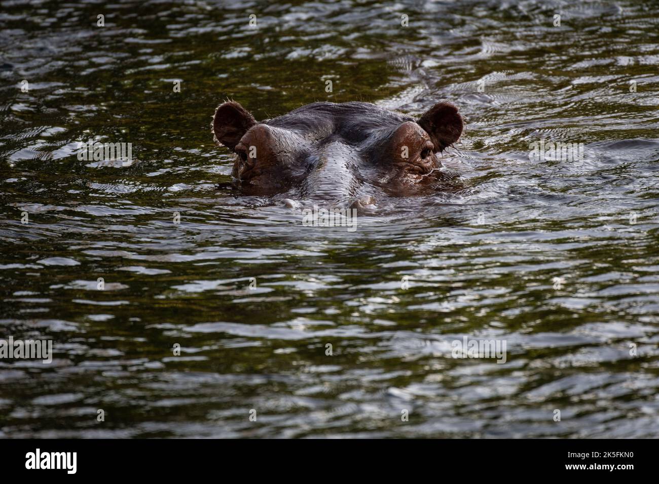 Hippo, Hippopotamus anphibius, Hippopotamidae, Tsavo East National Park, Kenya, Africa Stock Photo