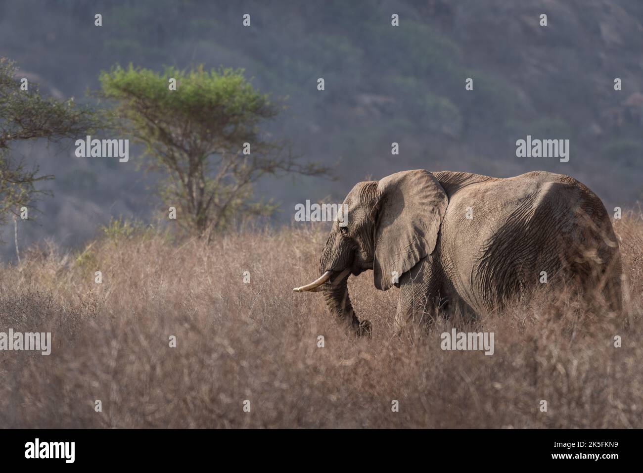 African Elephant, Loxodonta africana, Elephantidae, Tsavo East National Park, Kenya, Africa Stock Photo