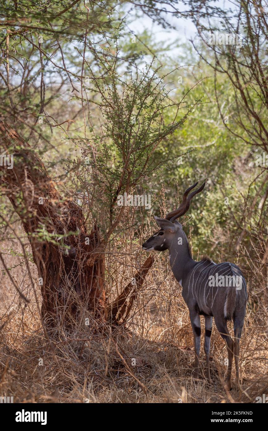 Greater Kudu, Tragelaphus strepsiceros, Bovidae, Tsavo East National Park, Kenya, Africa Stock Photo