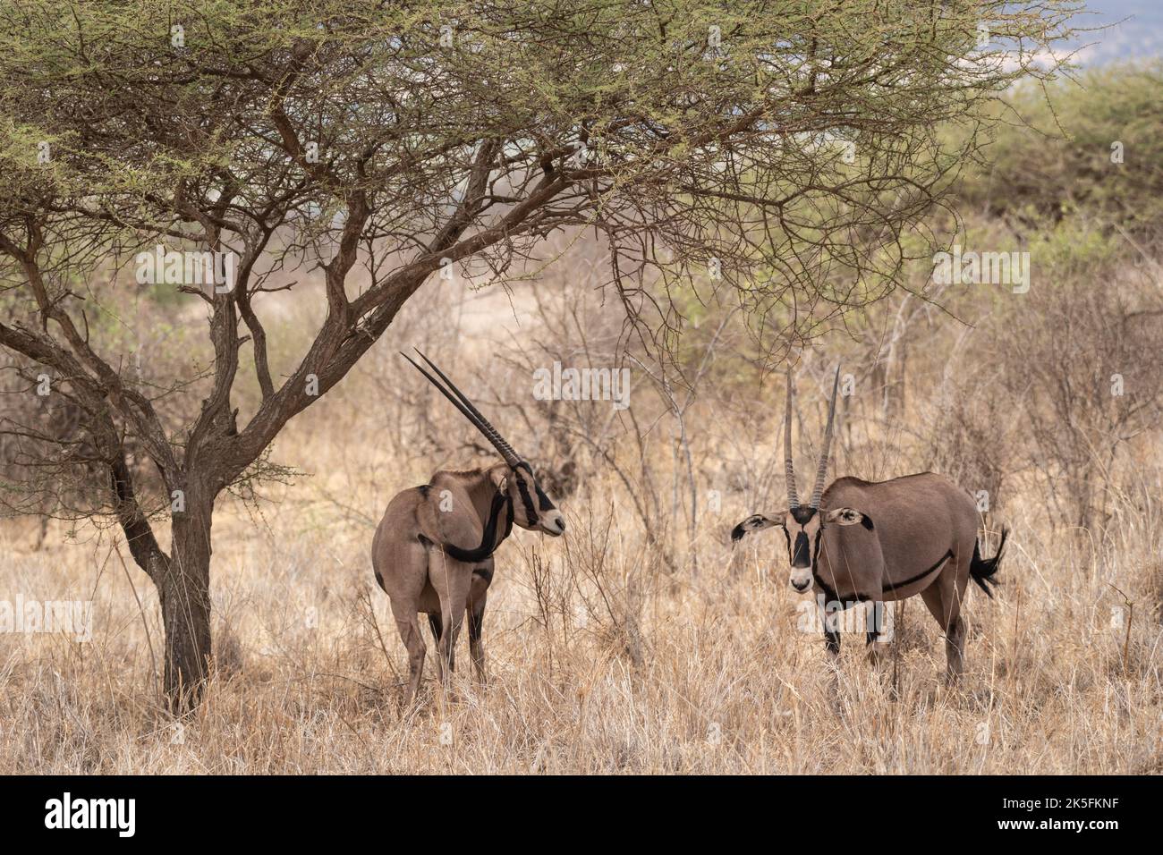Southern Oryx, Oryx gazella, Bovidae, Tsavo East National Park, Kenya, Africa Stock Photo