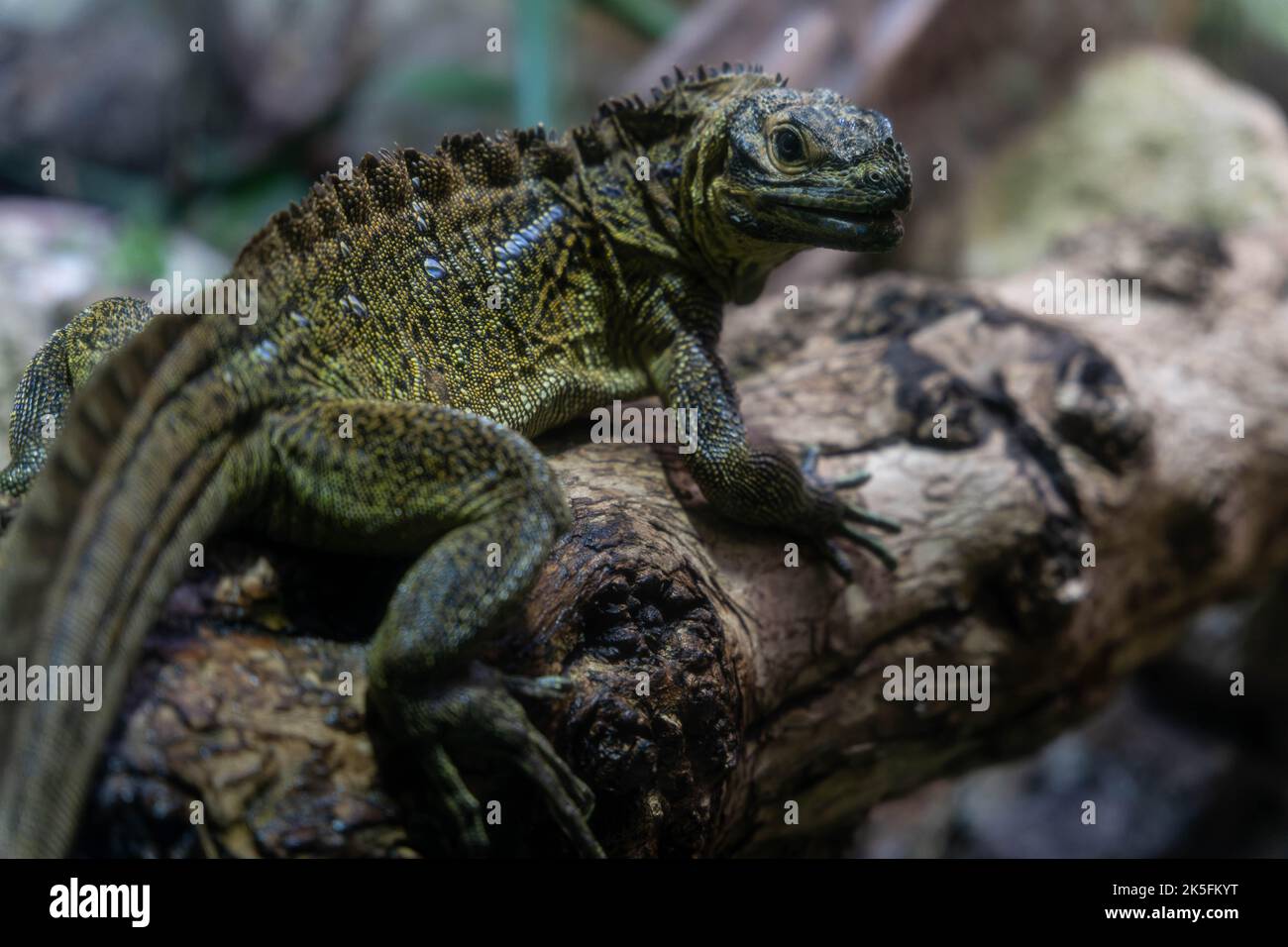 Philippine sailfin lizard (Hydrosaurus pustulatus), crested lizard