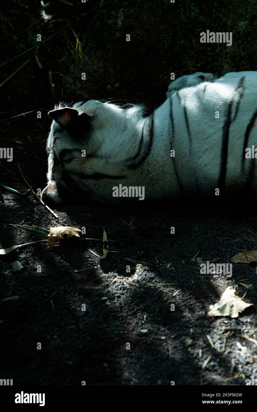 White Sumatran tiger (Panthera tigris sondaica) sleeping, Bioparco di Roma, Rome zoo, Italy Stock Photo