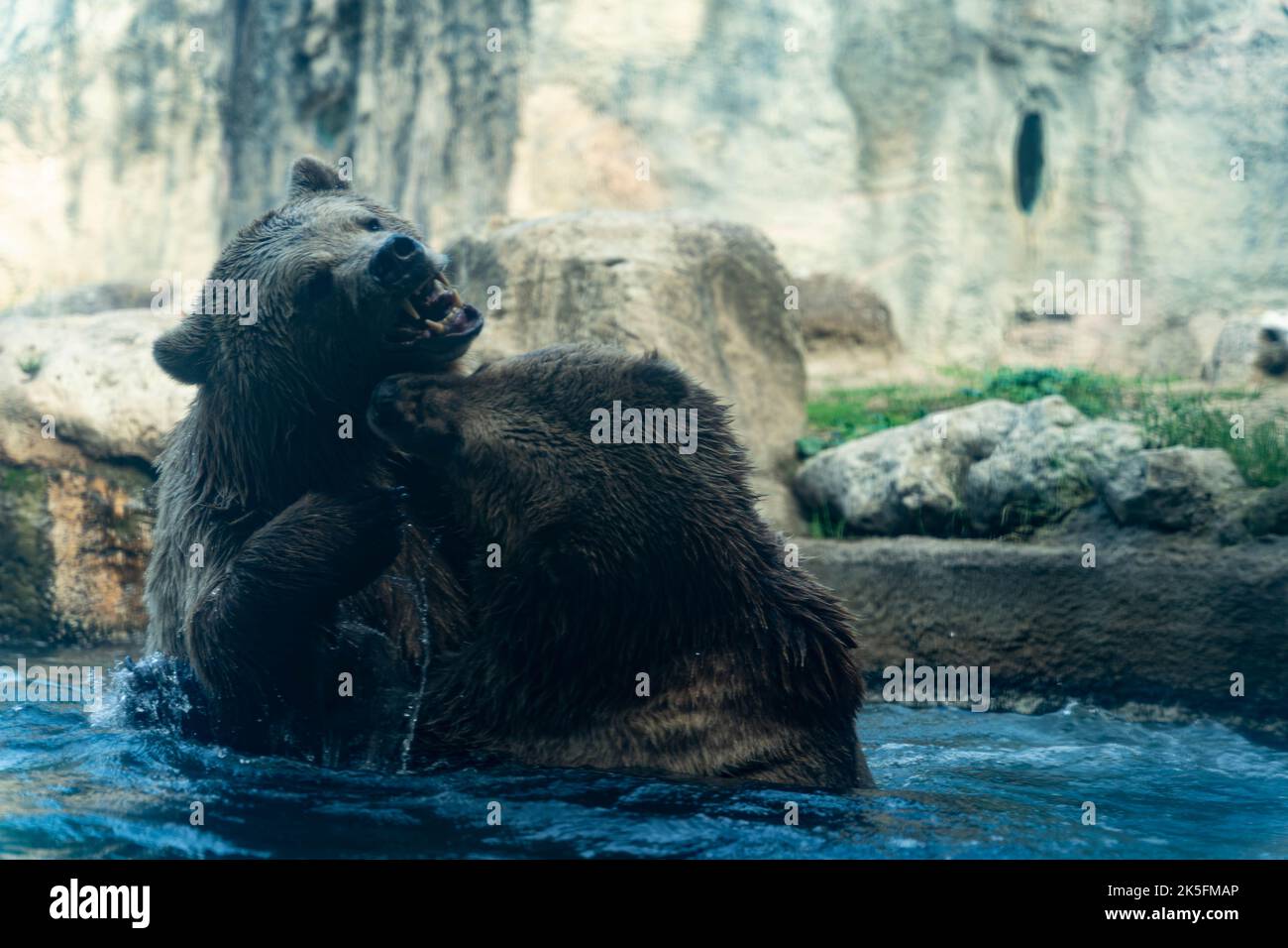 brown bear (Ursus arctos) fighting in water, Bioparco di Roma, Rome zoo, Italy Stock Photo