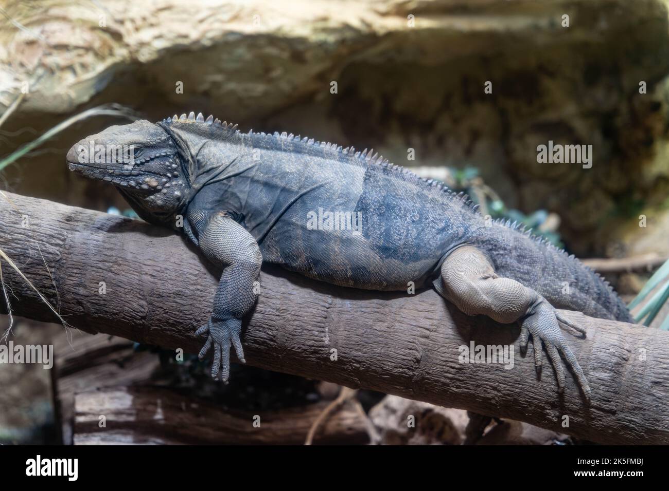 blue iguana (Cyclura lewisi), also known as the Grand Cayman ground
