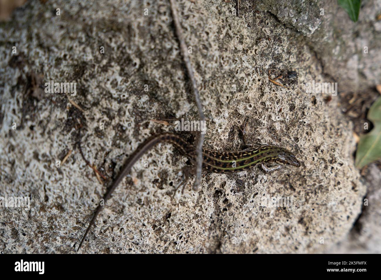 Italian wall lizard or ruin lizard (Podarcis siculus), Rome, Italy Stock Photo