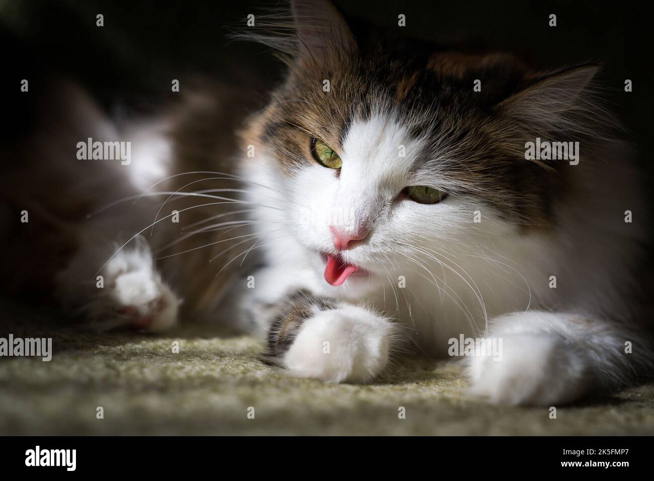 Fluffy cat licks his hair with his tongue Stock Photo Alamy