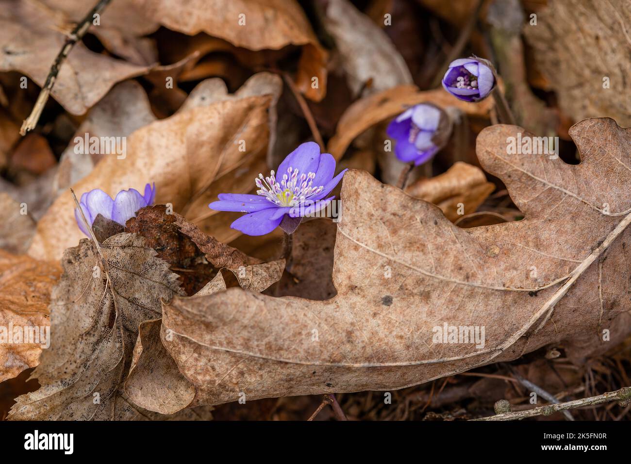 Four fresh blue flowers, the common hepatica, growing in between dry brown leaves. Spring day in the woodland. Stock Photo