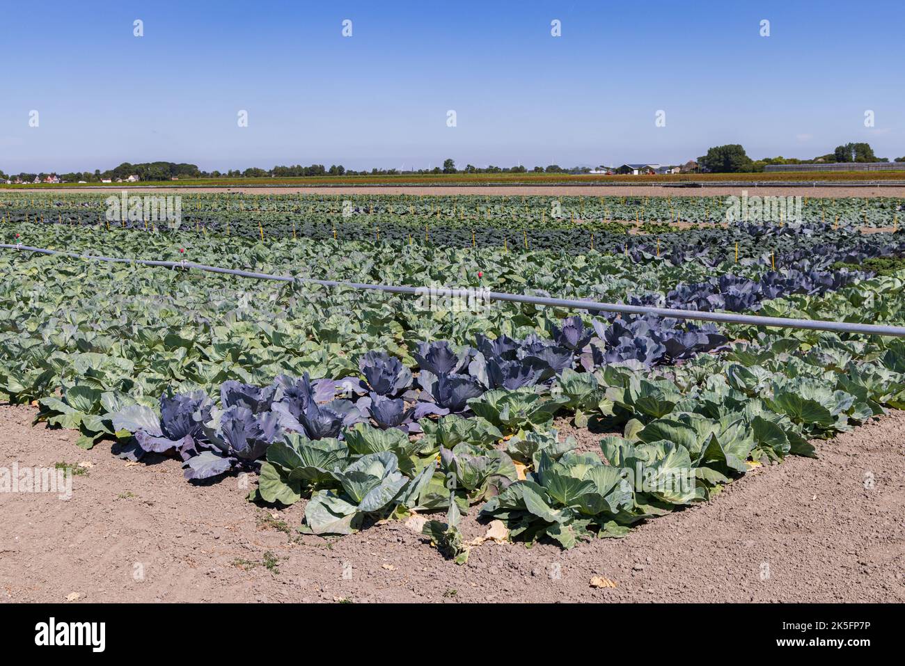 Arable field with differint kinds of cabbage like Red cabbage, Green ...