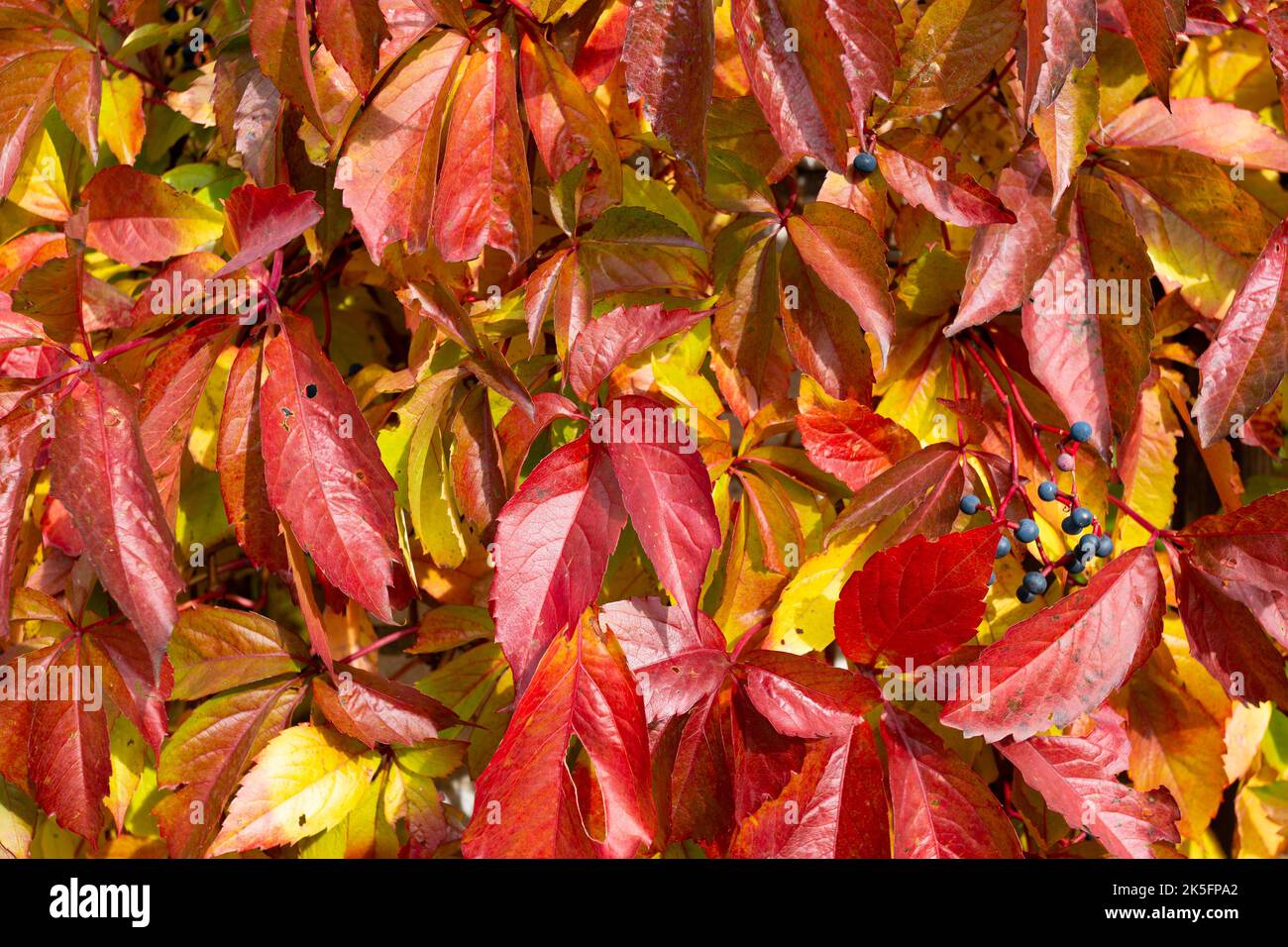 Red and yellow leaves on a wall. Autumn season. Stock Photo