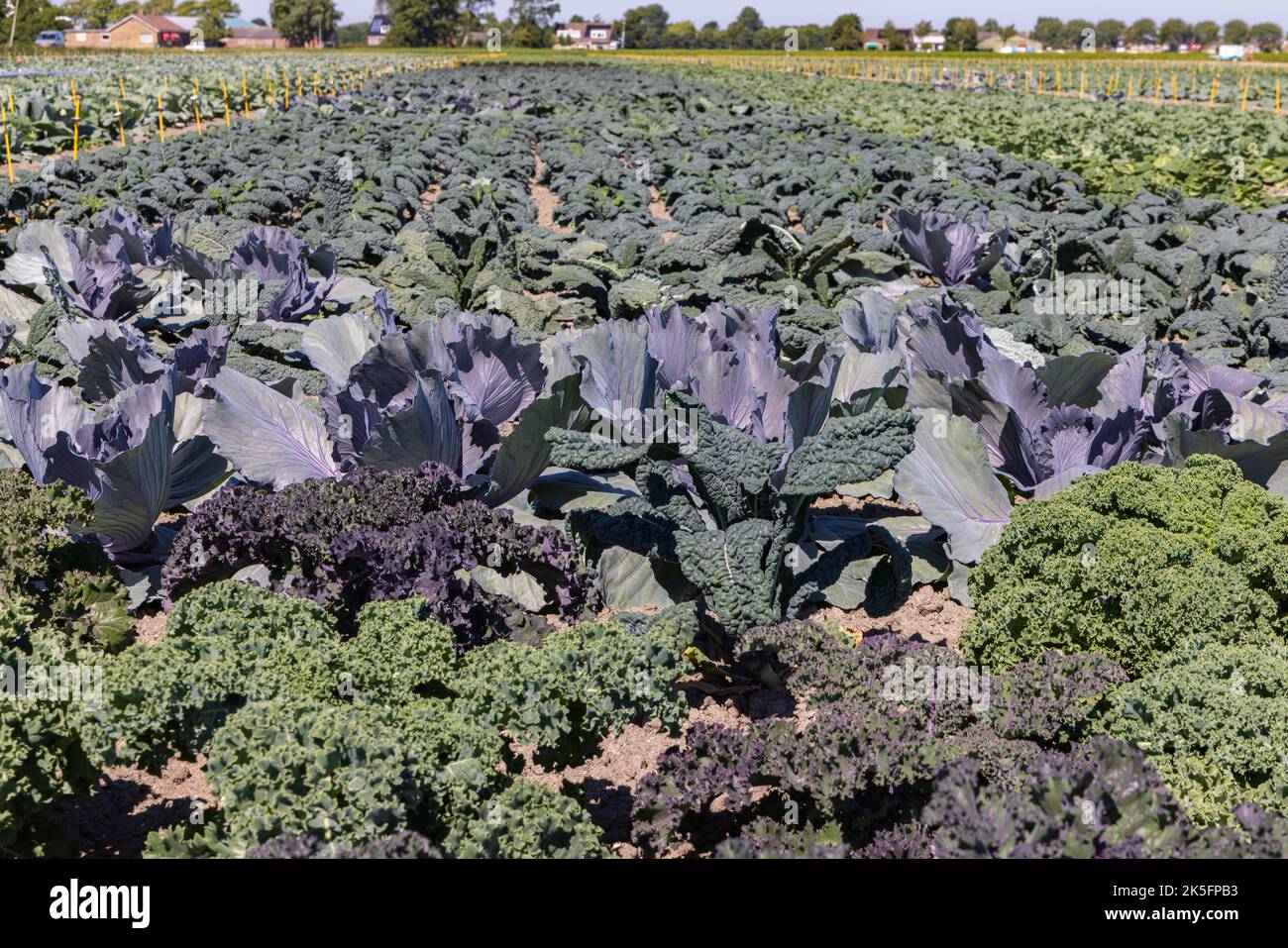 Closeup Arable field with differint kinds of cabbage like Red cabbage ...