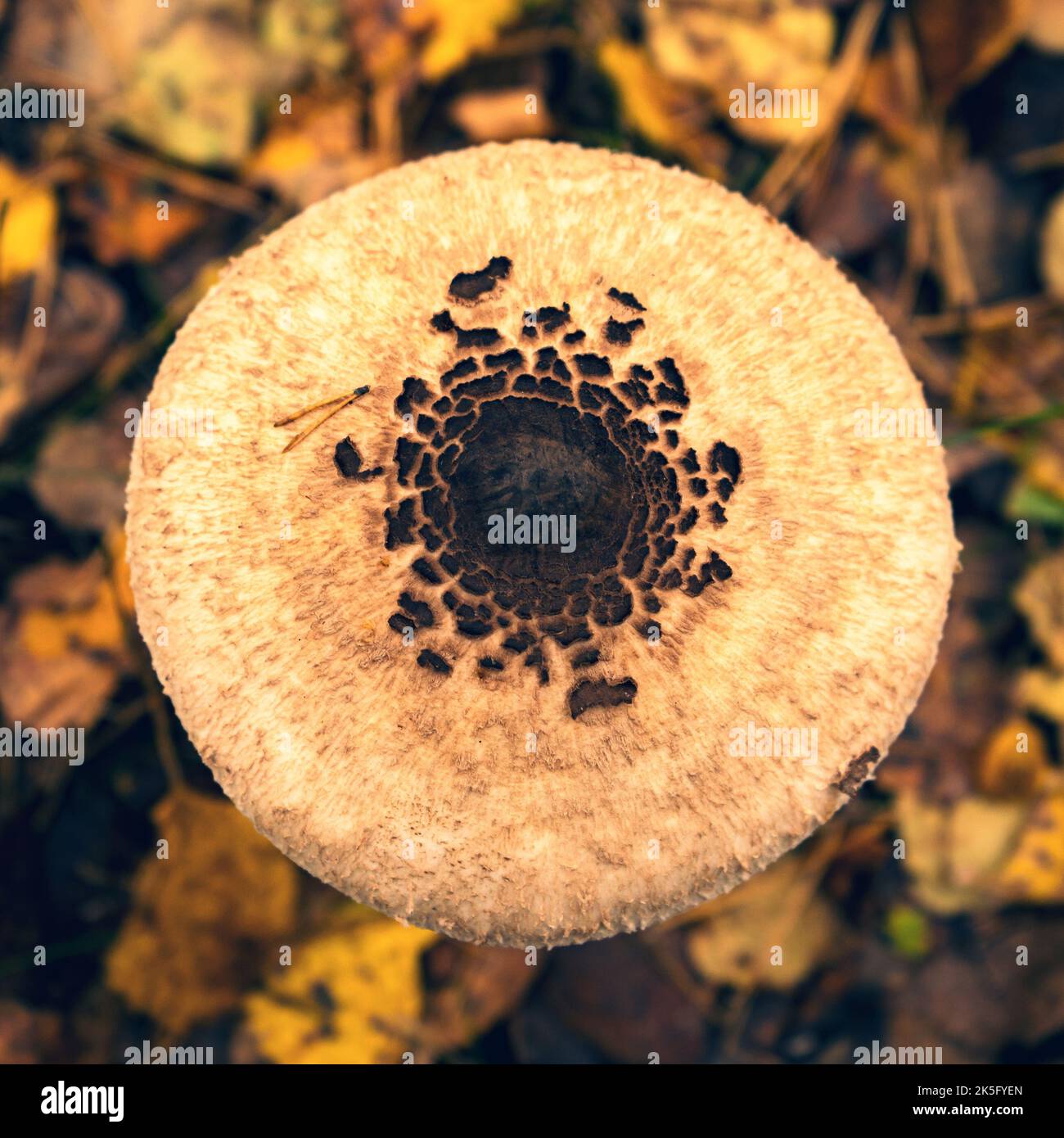 Big beautiful umbrella mushroom on a forest glade in autumn Stock Photo