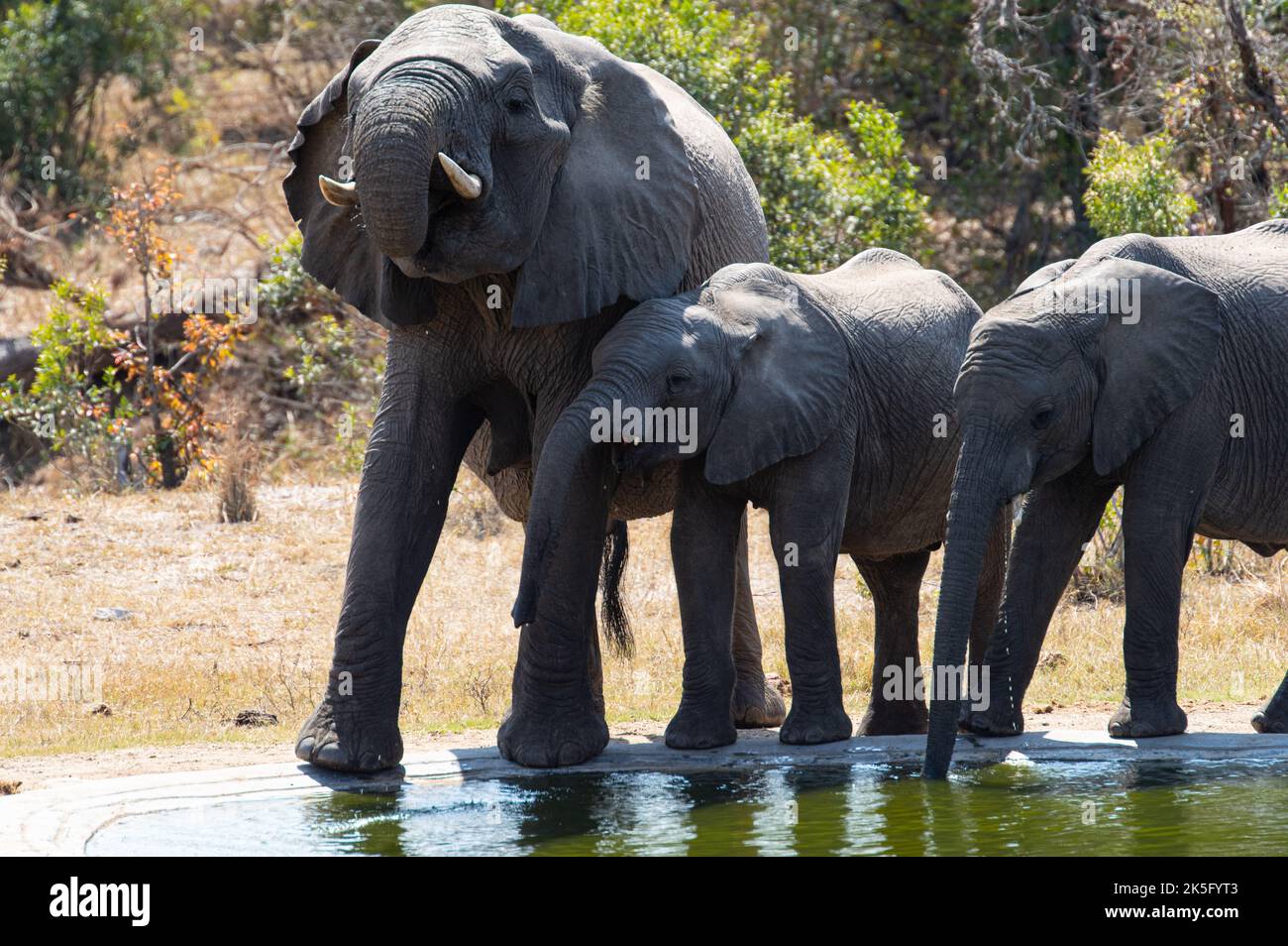 In 1926 the national park had just 6 elephants left. Then park warden Steven-Hamilton bought a herd of elephants in Mozambique and 20 years later the Stock Photo