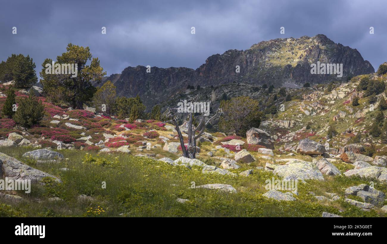 Beautifull Spring Landscape with Blooming rhododendron in Andorra Stock Photo